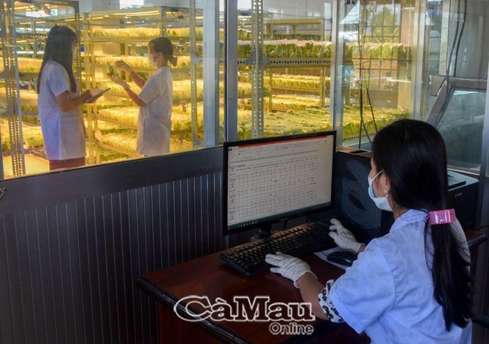 Nông nghiệp công nghệ cao là xu hướng phát triển nông nghiệp mang tính tất yếu trong tương lai, việc tạo giống từ công nghệ cao trong đó có nuôi cấy mô tế bào thực vật sẽ ngày càng phổ biến hơn.