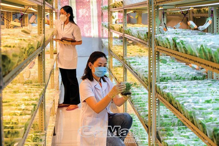 Mỗi năm có khoảng 500 ngàn cây giống ra đời từ phương pháp nuôi cấy mô tế bào thực vật tại Trung tâm Thông tin và Ứng dụng khoa học công nghệ tỉnh.