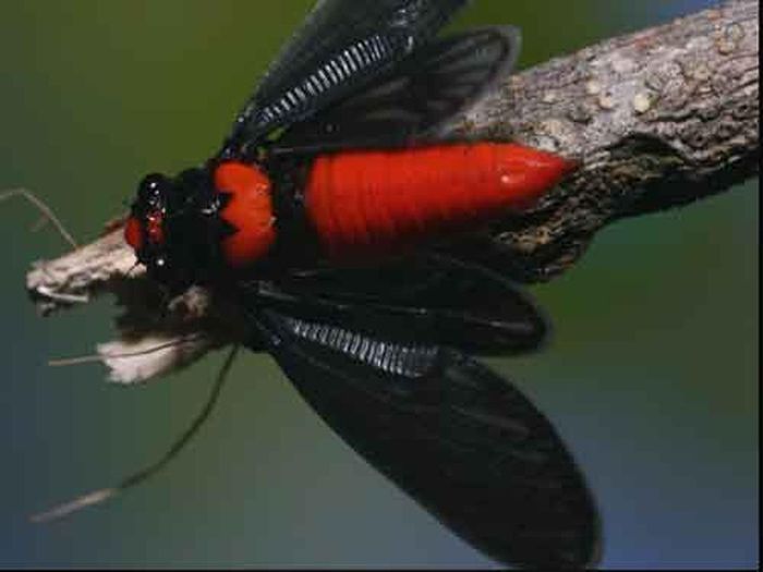 Ve sầu bụng đỏ (Huechys sanguinea) sống tại nhiều khu rừng ở Việt Nam, chúng sở hữu thân đỏ rực như quả ớt, đặc biệt là đôi cánh của chúng còn thay đổi màu sắc từ trắng muốt sang đen tuyền chỉ trong vài phút.