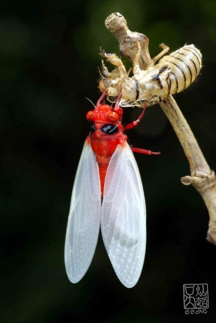 Qua hàng giờ, thân hình đỏ rực của chúng dần lộ ra dưới ánh nắng bình minh cùng đôi cánh trắng muốt mong manh như thiên thần.