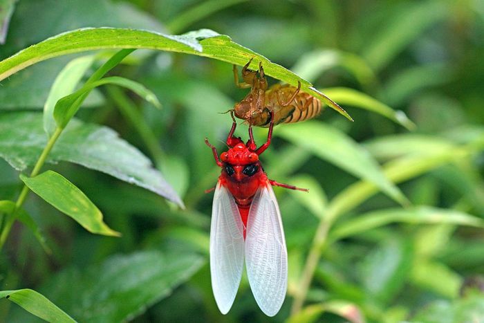 Thời gian hoàng kim của ve sầu bụng đỏ rất ngắn ngủi, chúng nhanh chóng chết đi, để lại thế hệ mới bắt đầu sinh sôi từ lòng đất.