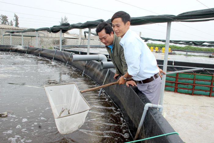  Việc thả lứa tôm mới cần được theo dõi định kỳ. Ảnh: Q.A 