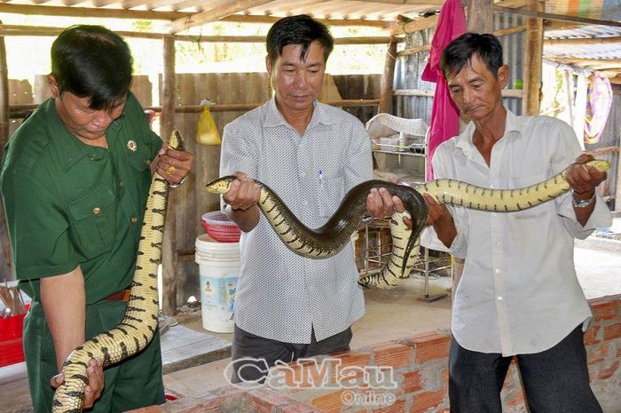 Cần cù và chịu khó, ông Bùi Văn Cái (bìa phải), CCB ấp Cái Hàng, xã Tân Hưng Ðông, thành công với mô hình nuôi rắn ri tượng. Mỗi đợt rắn đẻ bán, ông thu về từ 20-30 triệu đồng, giúp cải thiện đời sống, gia đình vươn lên thoát nghèo.