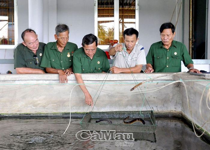 CCB Nguyễn Thành Non (thứ 2 từ phải sang), ấp Rau Dừa, xã Hưng Mỹ, thực hiện mô hình nuôi cá chình trong bể xi măng được 3 năm, đạt hiệu quả. Ngoài ra, ông còn có 1 ao 1.500 m2 nuôi tôm thẻ chân trắng. Tổng thu nhập của gia đình đạt trên 300 triệu đồng/năm.