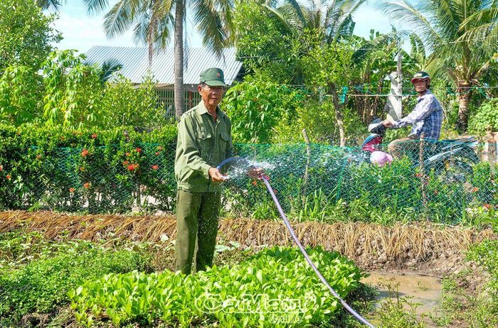Mô hình trồng màu của gia đình ông Trần Văn Sửu, CCB ấp Láng Tượng, xã Tân Hưng Ðông, hằng tháng đem lại lợi nhuận trên 8 triệu đồng.
