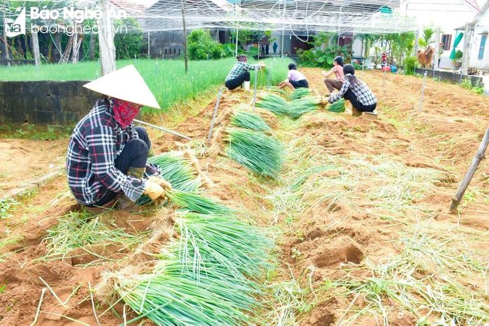  Người dân vùng trồng hành hoa Quỳnh Lưu tất bật thu hoạch. Ảnh: T.P 