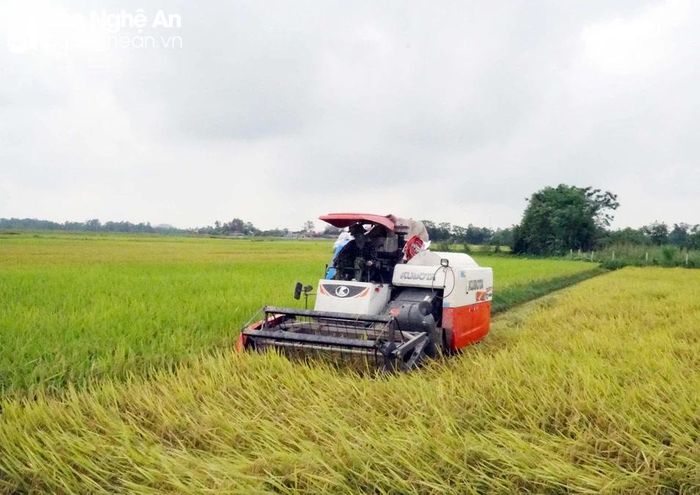  Thu hoạch lúa xuân tại Nam Đàn. Ảnh: Phú Hương 