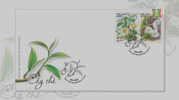 Mẫu block miêu tả cây chè cổ thụ được trồng trong môi trường thiên nhiên, khí hậu trong lành trên vùng núi cao.