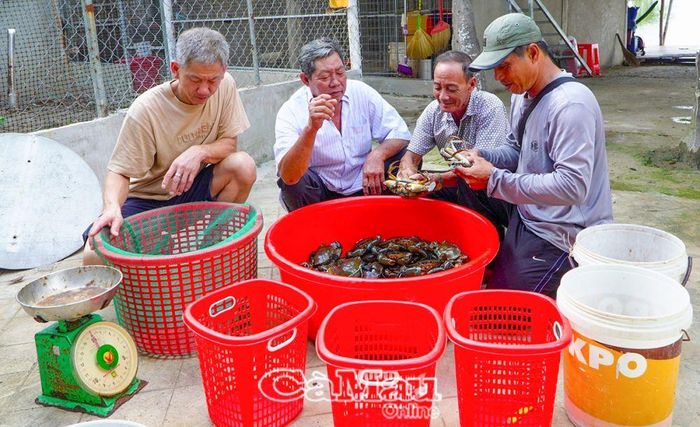  Những năm qua, MTTQ các cấp trong huyện đã chủ động phối hợp với chính quyền, đoàn thể tuyên truyền, vận động, hướng dẫn đoàn viên, hội viên và Nhân dân đoàn kết giúp nhau phát triển kinh tế, giảm nghèo, vươn lên làm giàu. (Ảnh: Thu hoạch cua thương phẩm của hộ dân tại xã Tam Giang Tây).