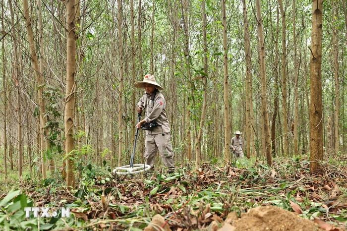  Đội rà phá, bom mìn BAC4 (PeaceTrees Quảng Trị) triển khai, làm sạch những diện tích đất đồi tại huyện Đakrông, đem lại đất sản xuất cho nhân dân. (Ảnh: Minh Đức/TTXVN) 