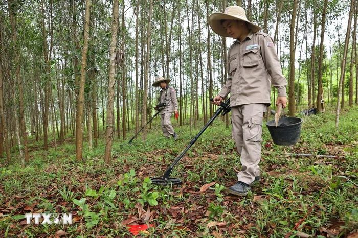  Đội rà phá, bom mìn BAC4 (PeaceTrees Quảng Trị) triển khai làm sạch những vùng đất thuộc huyện Đakrông, đem lại đất sản xuất cho nhân dân. (Ảnh: Minh Đức/TTXVN) 