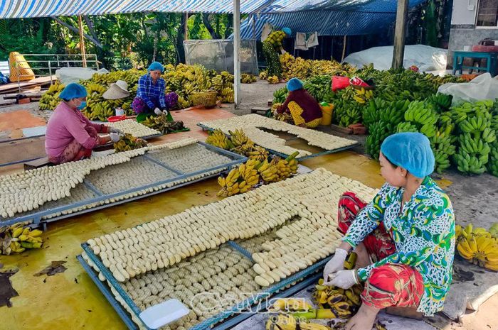 Tận dụng nguồn tài nguyên bản địa, Hội LHPN huyện khuyến khích hội viên đầu tư sản xuất với quy mô lớn. hướng đến sự bền vững từ các sản phẩm OCOP.