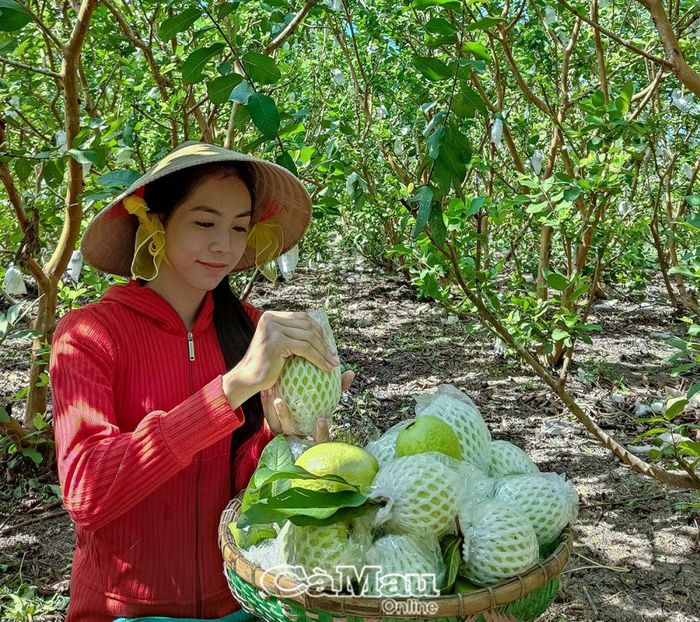 Ổi lê, nữ hoàng của chị Nguyễn Thị Thúy An, ấp Ðòn Dong, xã Khánh Lộc - sản phẩm chuẩn bị vào OCOP năm 2024.