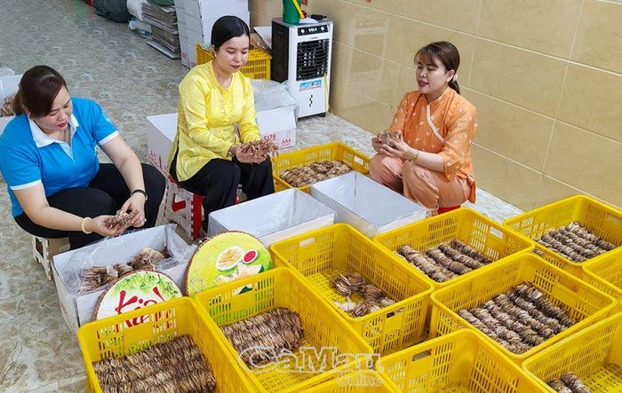 Với hệ sinh thái mặn, phụ nữ huyện Trần Văn Thời biết tận dụng để phát triển ngành hàng hậu cần nghề cá. (Trong ảnh: Chị Nguyễn Thị Thùy Linh (giữa), Chủ tịch Hội LHPN huyện, tham quan HTX mực khô Kiều Nương 2, thị trấn Sông Ðốc).