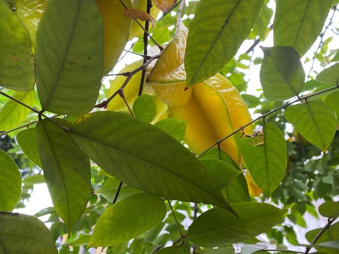  Hàm lượng canxi ở quả khế nhiều hơn ở giai đoạn chín. Ảnh: N.P 