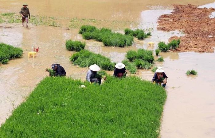 Người dân tập trung nhổ mạ để cấy cho kịp mùa vụ