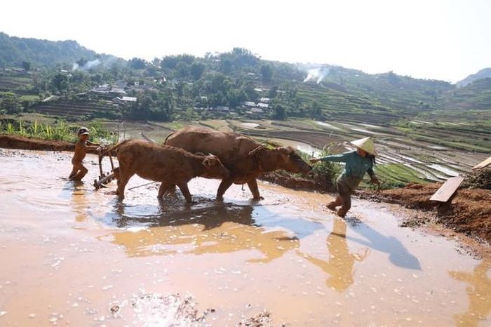 Cày bừa chuẩn bị vụ mới