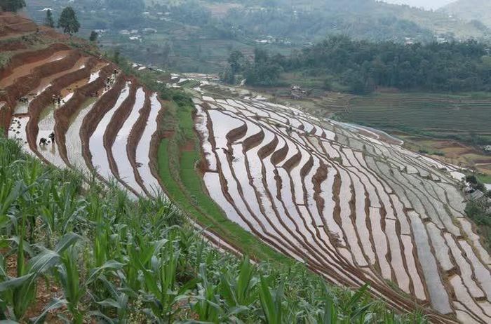 Những thửa ruộng bậc thang uống lượn mềm mại kéo dài hút tầm mắt đan xen với mạ gieo chuẩn bị cho vụ mới