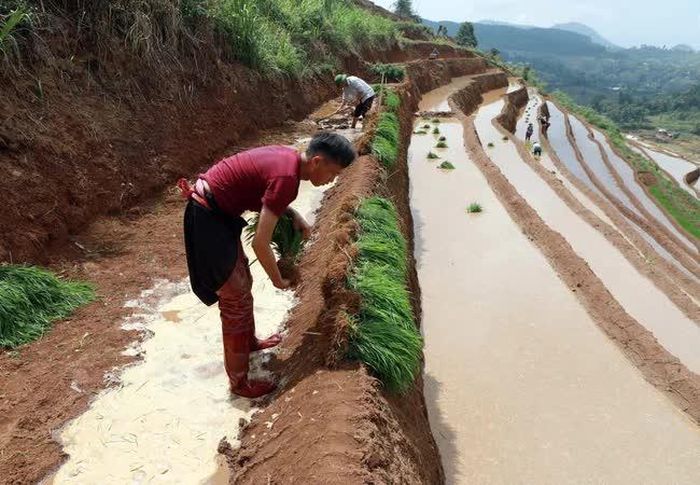 Chuẩn bị mạ để cấy cho kịp thời vụ