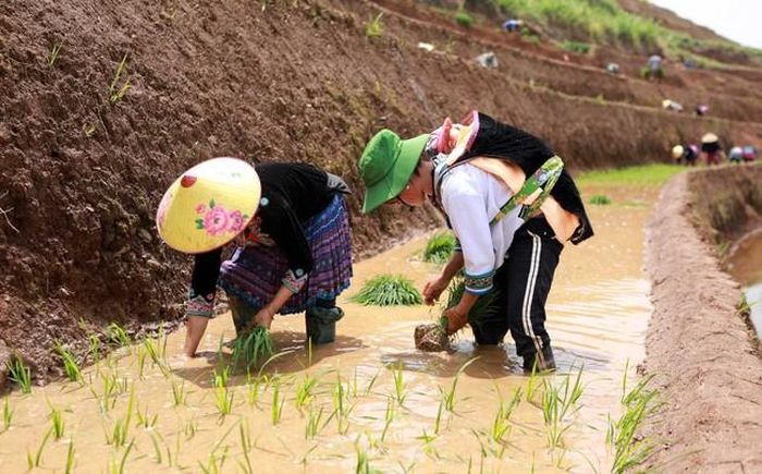Nước về người dân tấp nập xuống đồng cấy vụ mới