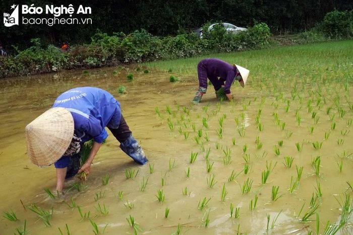  Chỉ 4- 5 ngày nữa, 150 ha lúa hè thu vùng ngoài đê sẽ được cấy xong. Ảnh: Phú Hương 