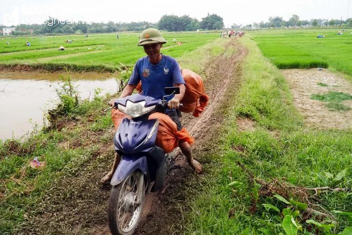  Người dân chở mạ ra đồng cấy lúa vụ hè thu. Thời tiết thuận lợi nên tiến độ gieo cấy được đẩy nhanh. Ảnh: Phú Hương 