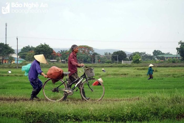  Không khí sản xuất trên đồng ruộng. Ảnh: Phú Hương 