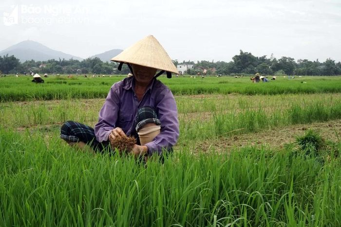  Chỉ vài ngày nữa, 5 sào lúa của gia đình bà Phạm Thị Bình sẽ được cấy xong. Ảnh: Phú Hương 