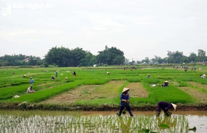  Không khí khẩn trương sản xuất lúa hè thu tại xã Châu Nhân (Hưng Nguyên). Ảnh: Phú Hương 