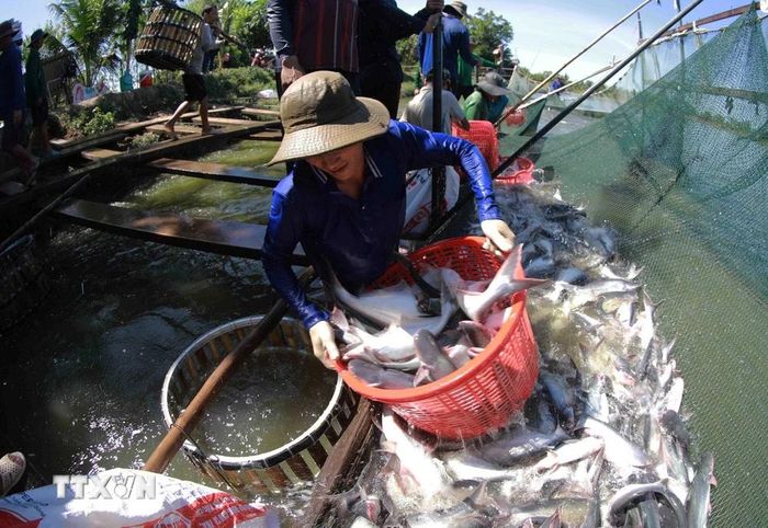  Thu hoạch cá tra đưa về nhà máy chế biến của Tập đoàn Sao Mai. (Ảnh: Vũ Sinh/TTXVN) 
