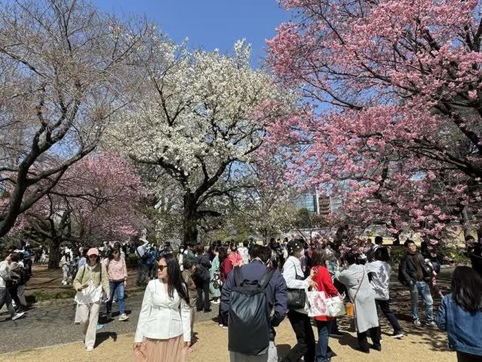 Du khách thưởng thức hoa anh đào khoe sắc. Ảnh: Phạm Tuân - PV TTXVN tại Tokyo