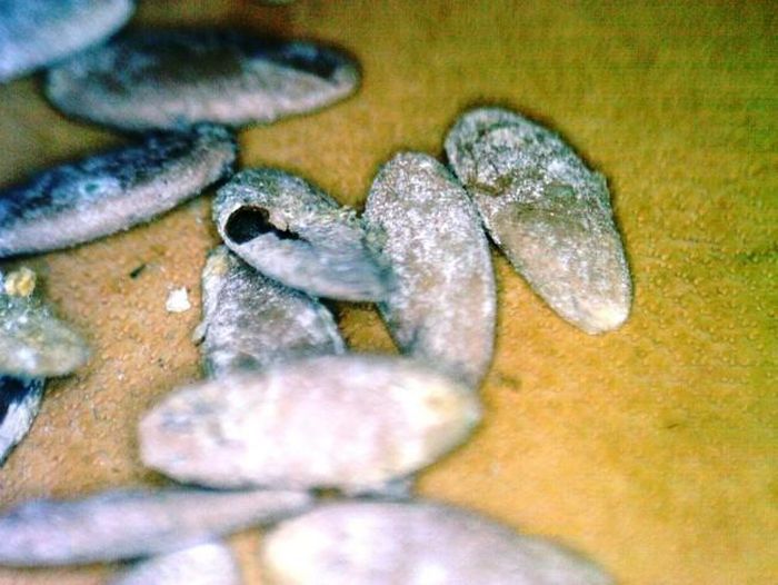 Một số hạt dưa bở phát hiện trong mộ Yên Bắc (Duy Tiên, Hà Nam) năm 2004