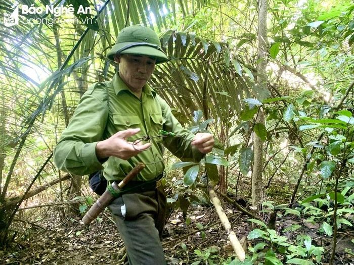  Kiểm lâm Vườn quốc gia Pù Mát tháo một bẫy thú trong rừng. Ảnh: Văn Trường 