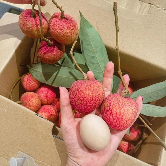 Vải trứng Hưng Yên đã được Cục Sở hữu trí tuệ cấp chứng nhận nhãn hiệu hàng hóa từ năm 2020, được UBND tỉnh xếp hạng sản phẩm OCOP 4 sao. Năm 2022, vải trứng Hưng Yên lần đầu tiên được xuất khẩu sang thị trường châu Âu.