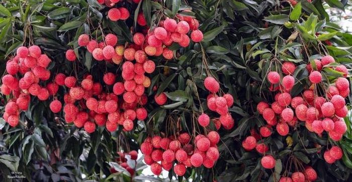 Vải trứng xuất hiện từ lâu, nhưng vài năm gần đây, khi được ứng dụng công nghệ nuôi trồng tốt hơn, cây vải trứng Hưng Yên cho nhiều quả và quả cũng to hơn các loại vải thiều khác.