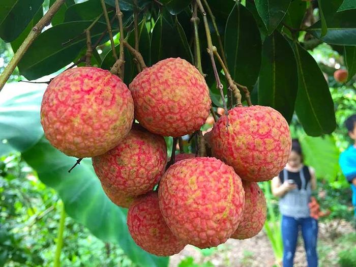 Vải trứng có xuất xứ từ xã Phan Sào Nam, huyện Phù Cừ, tỉnh Hưng Yên, sau đó đã được nhân giống và trồng ở nhiều xã lân cận. Hiện nay, vải trứng trở thành một đặc sản nổi tiếng Hưng Yên và là loại cây ăn quả mang lại hiệu quả kinh tế cho người dân nơi đây.