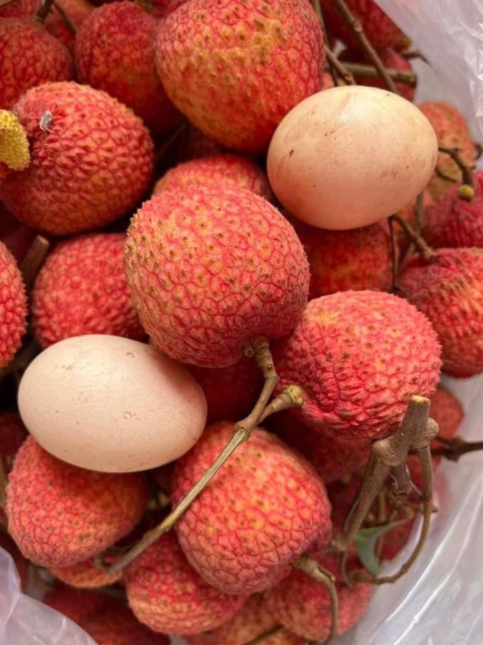 Từ đầu tháng 5, vải trứng bắt đầu vào vụ thu hoạch, ngoài tự nhiên từ 3-4 ngày vẫn giữ nguyên màu sắc, hương vị. Một cây vải xòe tán chiếm diện tích 50m2, cho năng suất từ 3-4 tạ quả mỗi vụ.