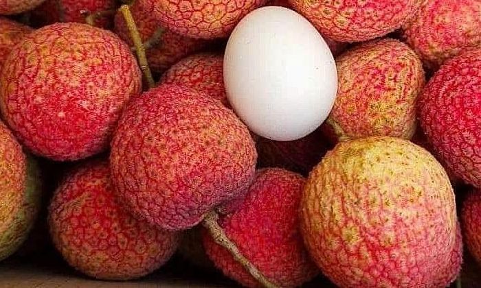 Vải trứng Hưng Yên có trọng lượng khoảng 18 quả/kg, những quả to vượt trội có khi chỉ 12-13 quả/kg, trong khi vải thông thường từ 28-30 quả/kg.