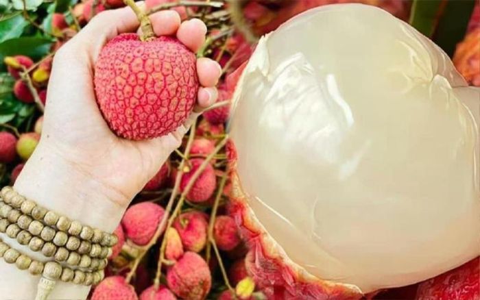 Vải trứng Hưng Yên có đặc điểm khi chín vỏ mỏng, có màu đỏ tươi, cùi dày, vị ngọt sắc, thơm mát đặc trưng, quả to, hạt nhỏ, chín sớm và không bị sâu đầu.