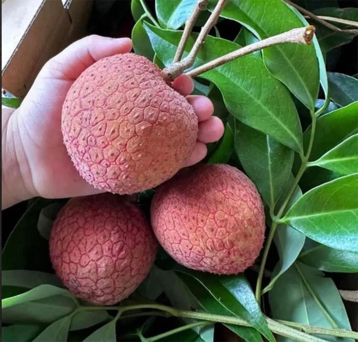 Những quả vải có kích cỡ lớn, có quả to gần bằng bàn tay người, khiến nhiều người bất ngờ.