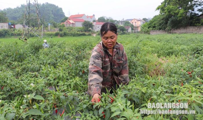 Người dân thị trấn Đồng Mỏ, huyện Chi Lăng thu hoạch ớt