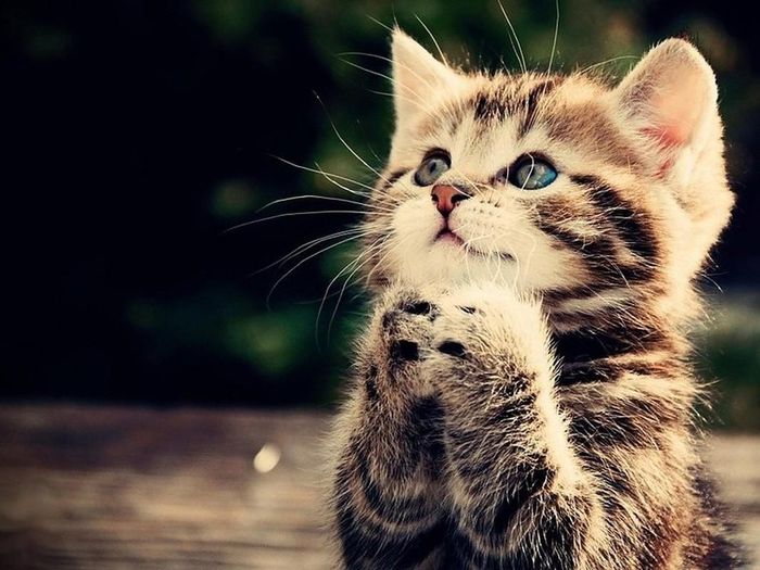  Tuổi Mão: 30 ngày tới, vận mệnh của tuổi Mão dần ổn định. Được Đức Phật ưu ái, nâng đỡ nên việc gì cũng hanh thông, suôn sẻ. 
