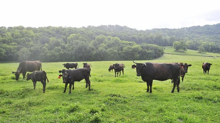 Thậm chí, bò Wagyu còn được cho uống sữa bằng tay và gặm cỏ trên những đồng cỏ mênh mông rộng lớn.