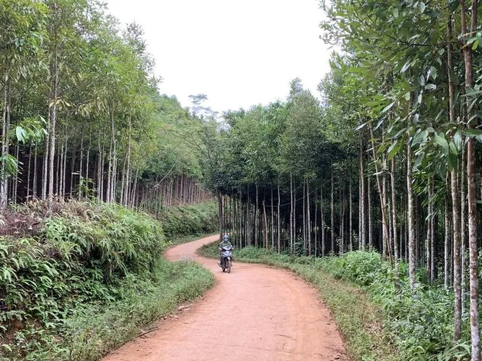  Phát triển vùng nguyên liệu quế ổn định, ở mức trên 66.000 ha vào năm 2030. 