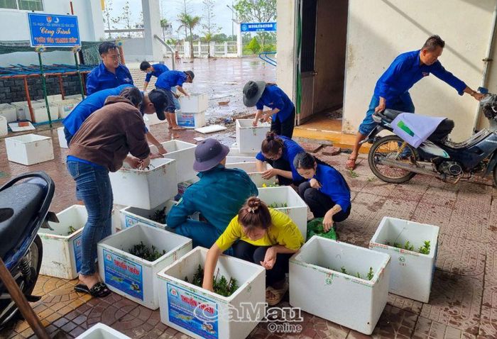 Cây giống được ĐVTN Xã đoàn Tân Dân, huyện Đầm Dơi, chăm sóc cẩn thận.