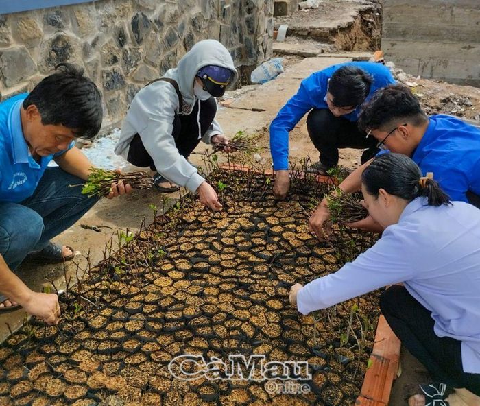 Tranh thủ thời gian, Xã đoàn Tân Ðức, huyện Ðầm Dơi, huy động nhân lực làm bầu, ươm cây giống.