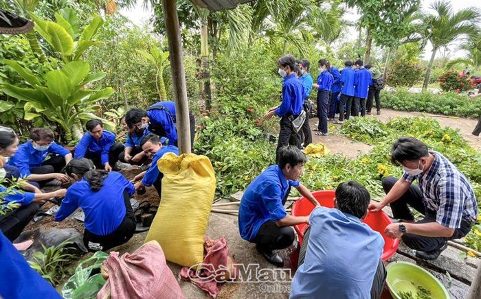 Tại Vườn ươm thanh niên của Xã đoàn Khánh Hòa, huyện U Minh, cây giống được lựa chọn phù hợp với điều kiện tự nhiên, khí hậu địa phương như: bông trang, quỳnh anh...