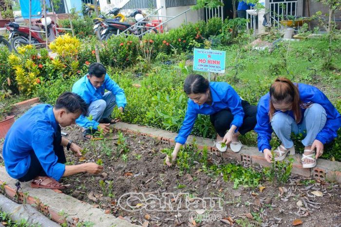 ÐVTN xã Khánh Hải, huyện Trần Văn Thời, chăm sóc cây giống tại mô hình Vườn ươm thanh niên.