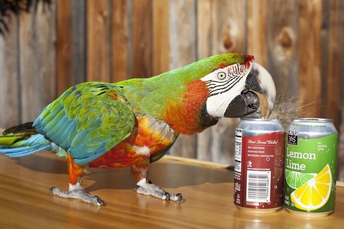 Zac là chú vẹt có thể đi xe đạp, trượt ván và có vốn từ vựng 100 từ, nó cũng giữ kỷ lục Guinness Thế giới về số lon nước ngọt được một con vẹt mở nhiều nhất trong vòng 60 giây.
