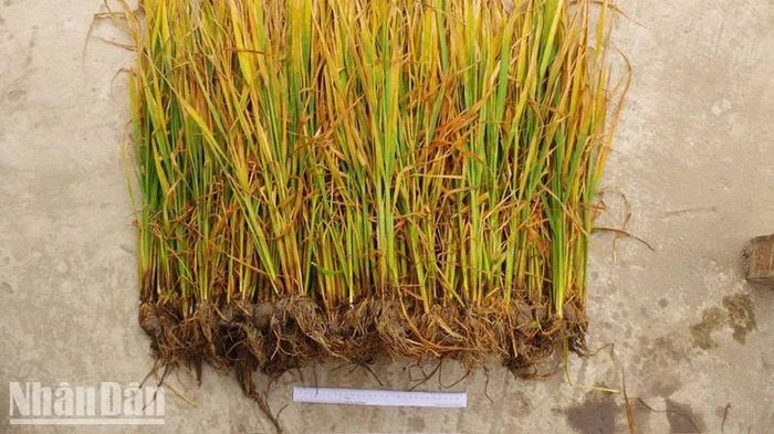 Lúa bị phun thuốc diệt cỏ có hiện tượng bị vàng lá và chết dần. 